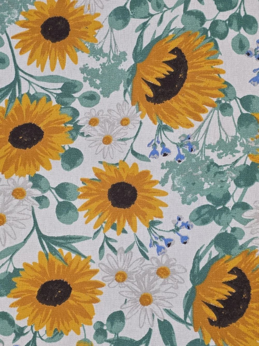Mainstream beautiful sunflower